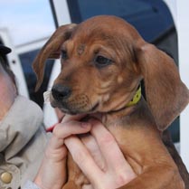 Animals Nonprofits and Charities Animals Nonprofits and Charities