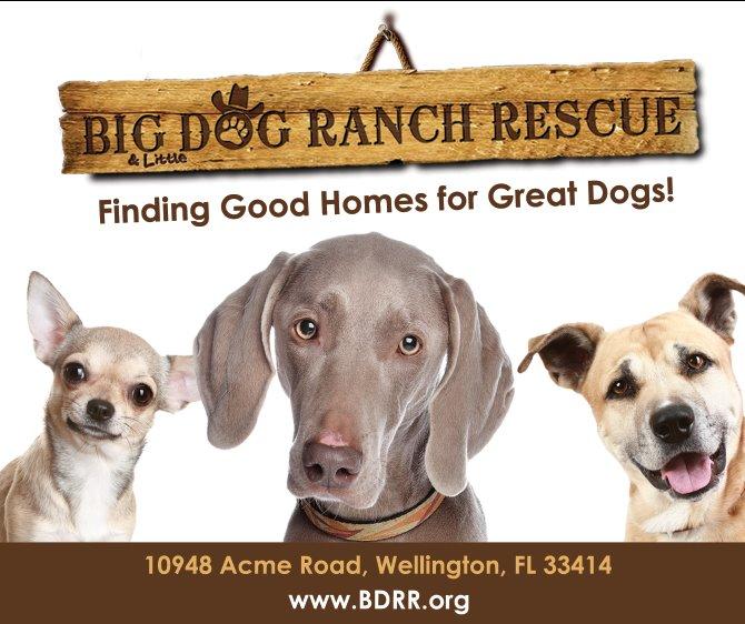 big ranch puppies big ranch rescue west palm fl palm county fl breeds picture big ranch puppies big ranch rescue west palm fl palm county fl breeds picture