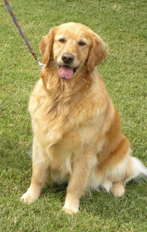 heartland golden retriever rescue new heartland golden retriever rescue nonprofit in knoxville tn volunteer read reviews heartland golden retriever rescue new heartland golden retriever rescue nonprofit in knoxville tn volunteer read reviews