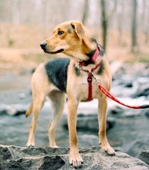10. Many senior dogs have experience with having an owner recommend 10. Many senior dogs have experience with having an owner recommendations