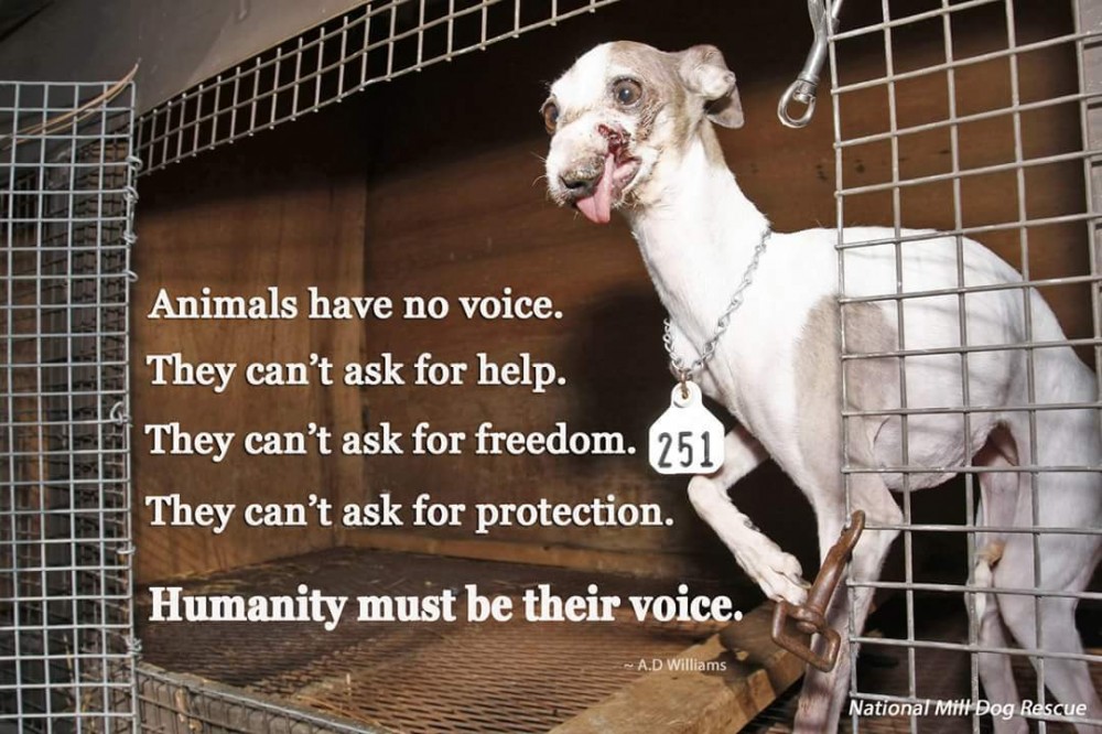 National Mill Dog Rescue nonprofit in Colorado Spgs, CO Volunteer