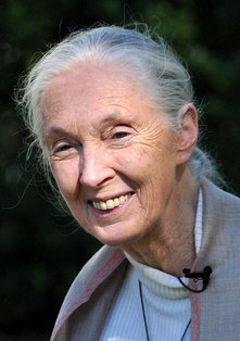 goodall nick step Jane Goodall (via Nick Step on Flickr)