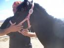 horseman1
