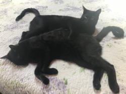 mnkittycat