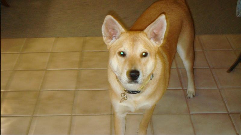 Death Row Dog Rescue Hollywood Fl Death Row Dog Rescue Hollywood Fl