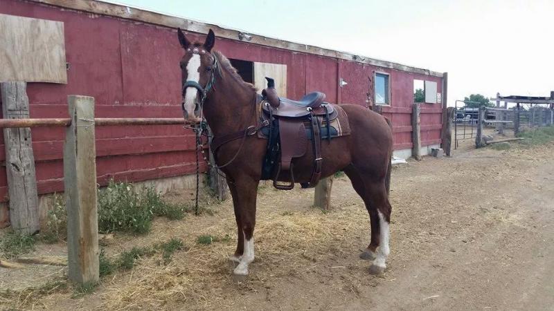 Dream Catchers Equine Rescue Dreamcatchers Equine Rescue Llc nonprofit in Fountain CO 1 Dream Catchers Equine Rescue Dreamcatchers Equine Rescue Llc nonprofit in Fountain CO 1